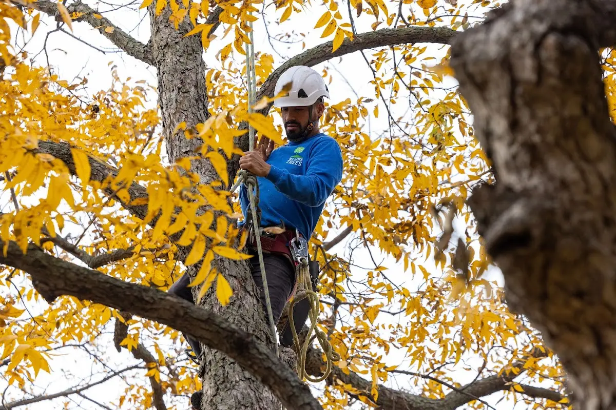 Skilled Storm Damage Cleanup crew working in Coy
