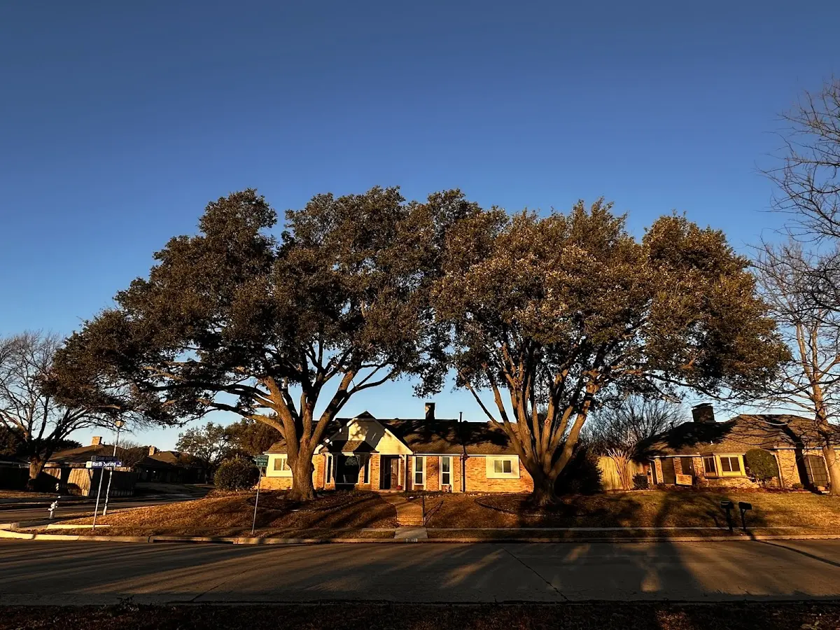 Established residential canopy tree shading a home in Coy
